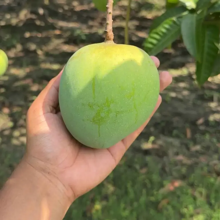 হিমসাগর আম - ১০ কেজি